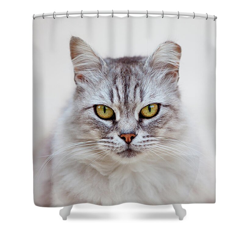 Pets Shower Curtain featuring the photograph Portrait Of Cat by Shahriar Erfanian, 41 Stories Photography