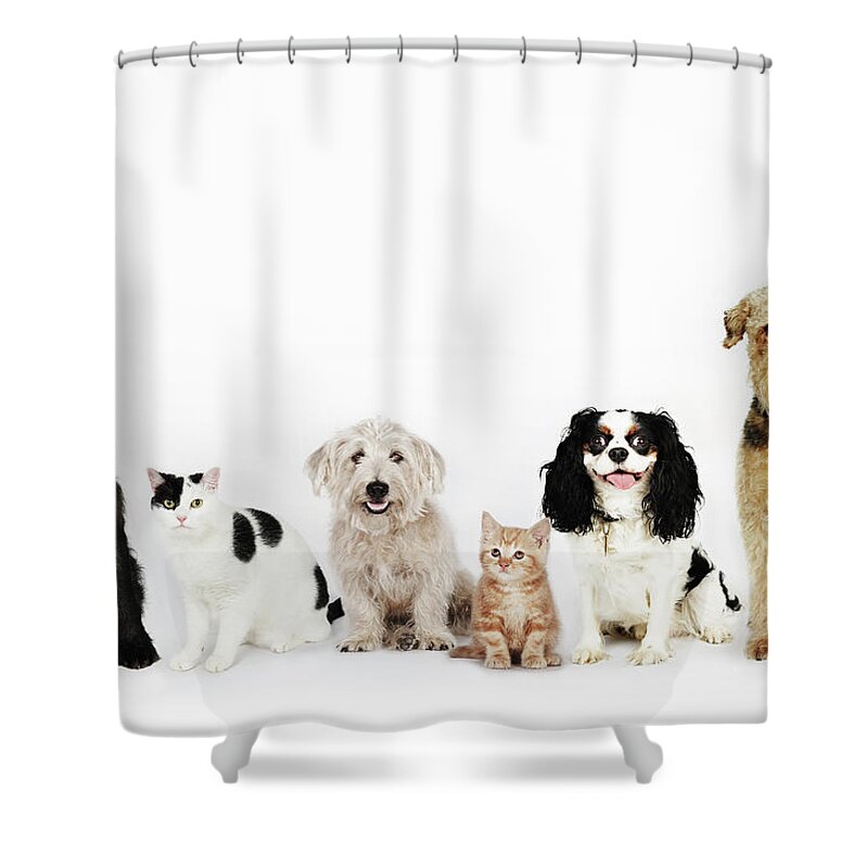 Pets Shower Curtain featuring the photograph Portrait Of Cats And Dogs Sitting by Flashpop