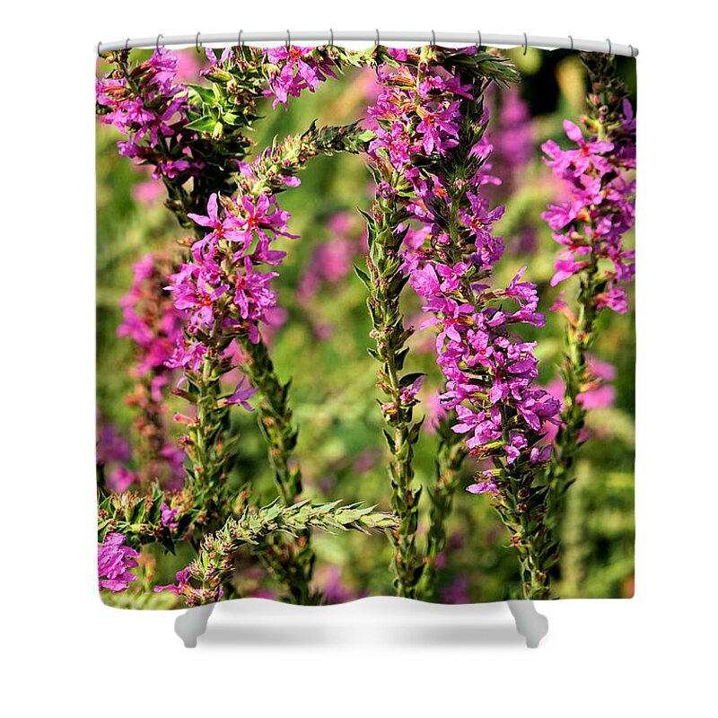 Delphinium Shower Curtain featuring the photograph Potomac Summer No.1 by Steve Ember