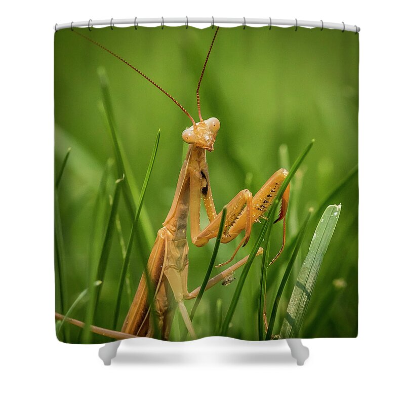 Alien Shower Curtain featuring the photograph Praying Mantis by Mark Mille