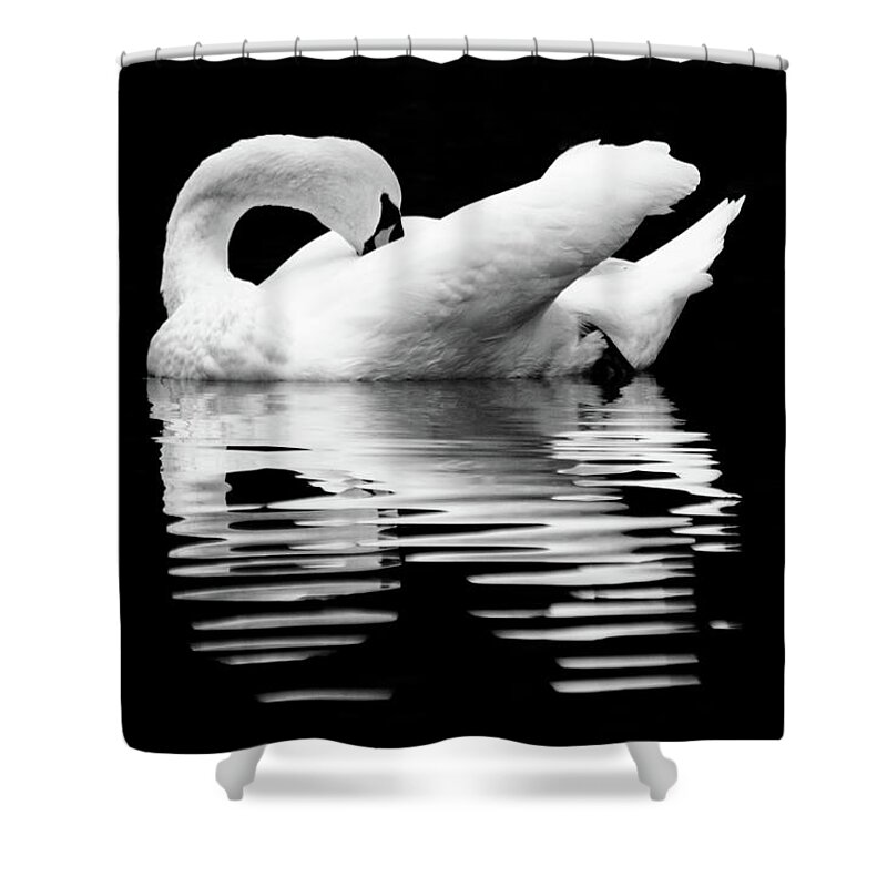 Mute Swan Shower Curtain featuring the photograph Preening Mute Swan Black and White by Mary Ann Artz