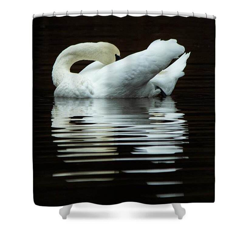 Swan Shower Curtain featuring the photograph Preening Mute Swan by Mary Ann Artz