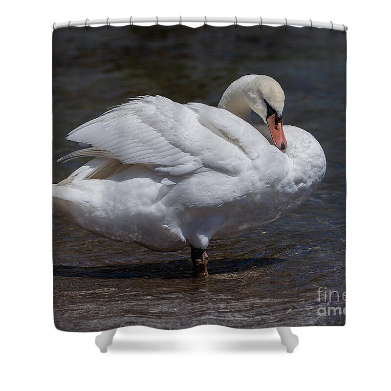 Photography Shower Curtain featuring the photograph Preening Swan by Alma Danison