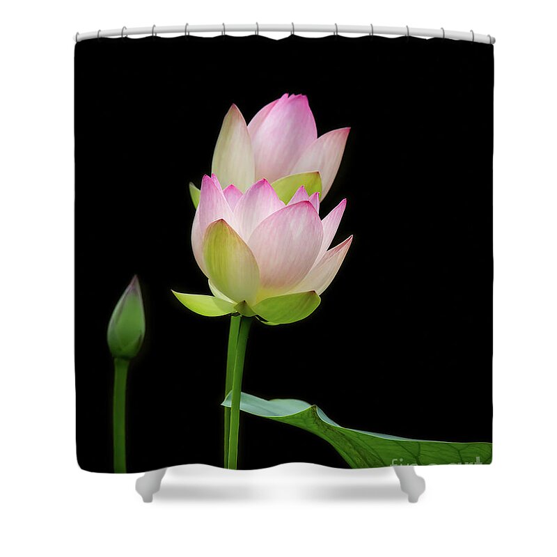 Spring Shower Curtain featuring the photograph Pretty Pink Spring Lotus by Sabrina L Ryan