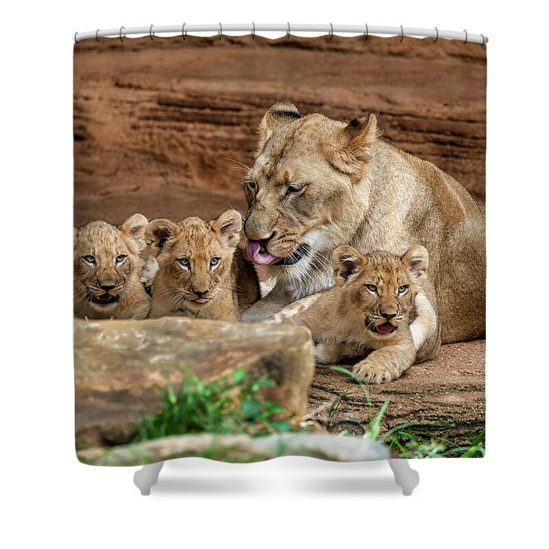 Lions Shower Curtain featuring the photograph Pride of the Pride 6114 by Donald Brown