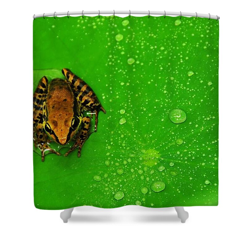 Macao Shower Curtain featuring the photograph Prince Froggie by Melindachan