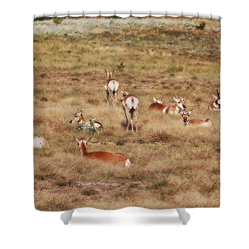 Pronghorn Antelope At Custer State Park Shower Curtain featuring the photograph Pronghorn Antelope at Custer State Park by Susan Jensen