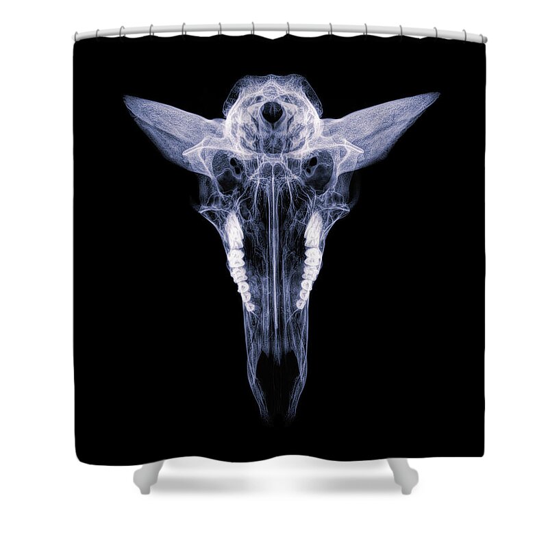 Kansas Shower Curtain featuring the photograph Pronghorn x-ray 04 by Rob Graham