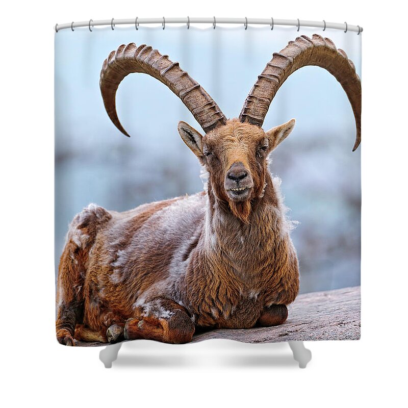 Horned Shower Curtain featuring the photograph Proud Lying Ibex by Picture By Tambako The Jaguar