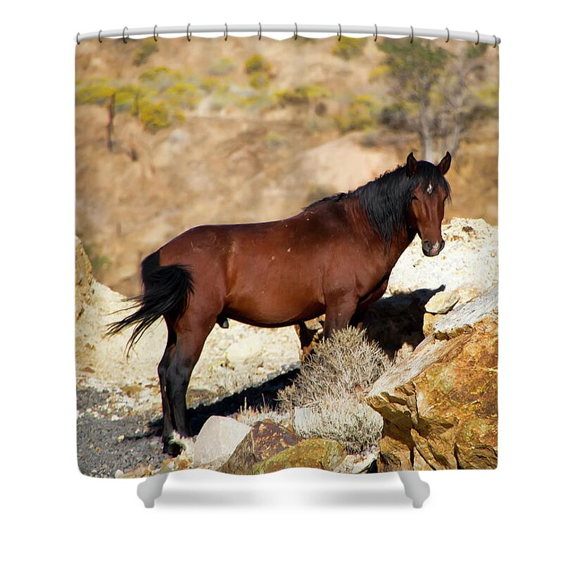 Horse Shower Curtain featuring the photograph Proud wild bay stallion by Waterdancer