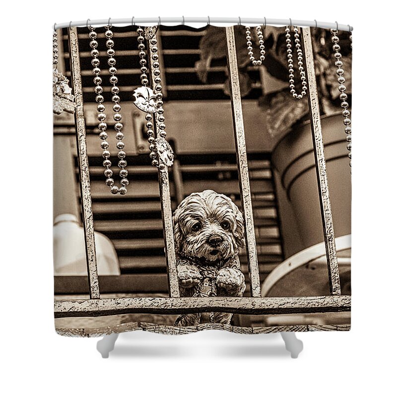 Photo Shower Curtain featuring the photograph Puppy with a view by Jason Hughes