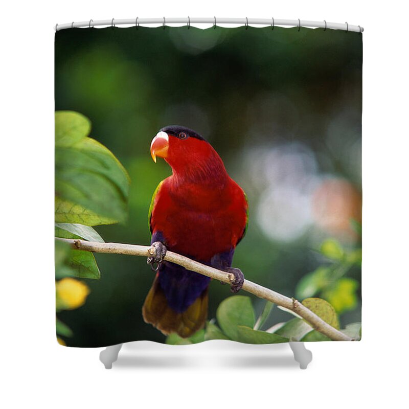 Animal Themes Shower Curtain featuring the photograph Purple-bellied Lory Lorius Hypoinochrous by Art Wolfe