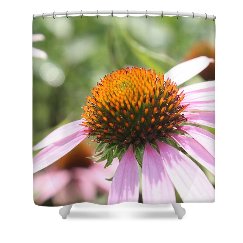 Purple Shower Curtain featuring the photograph Purple Coneflower Bloom and Petals by Christopher Lotito