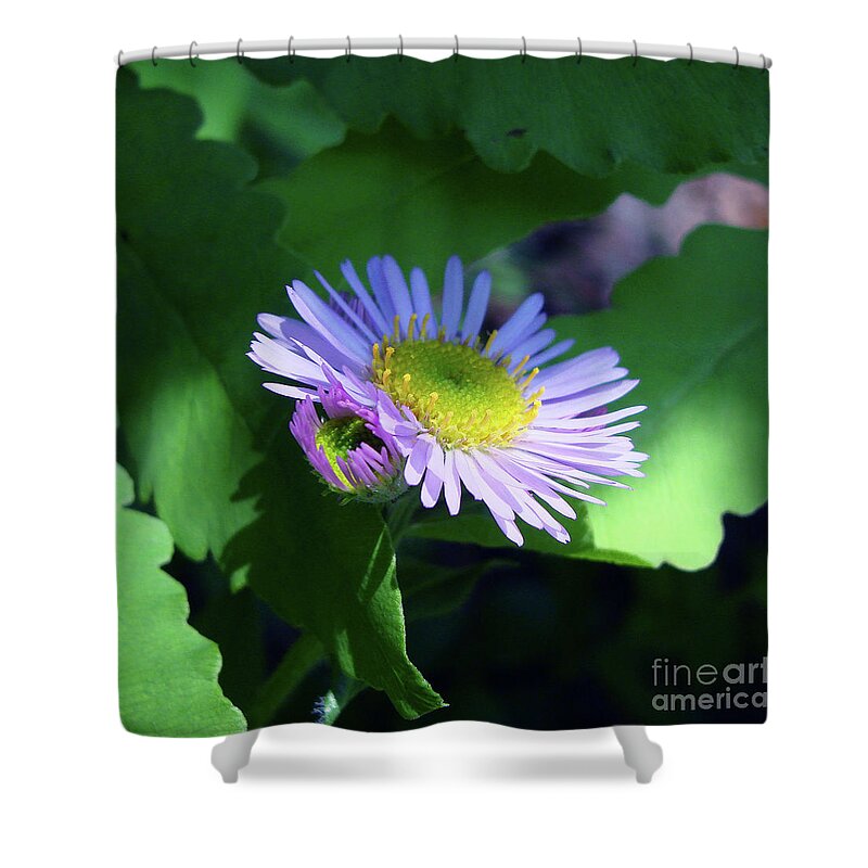 Common Fleabane Shower Curtain featuring the photograph Purple Fleabane 1 by Amy E Fraser