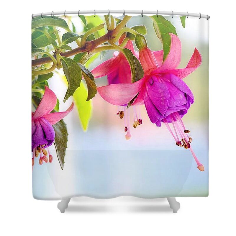 Flower Shower Curtain featuring the photograph Purple flowers by Top Wallpapers
