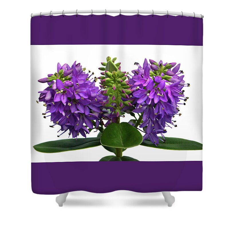 Hebe Shower Curtain featuring the photograph Purple Hebe. by Terence Davis