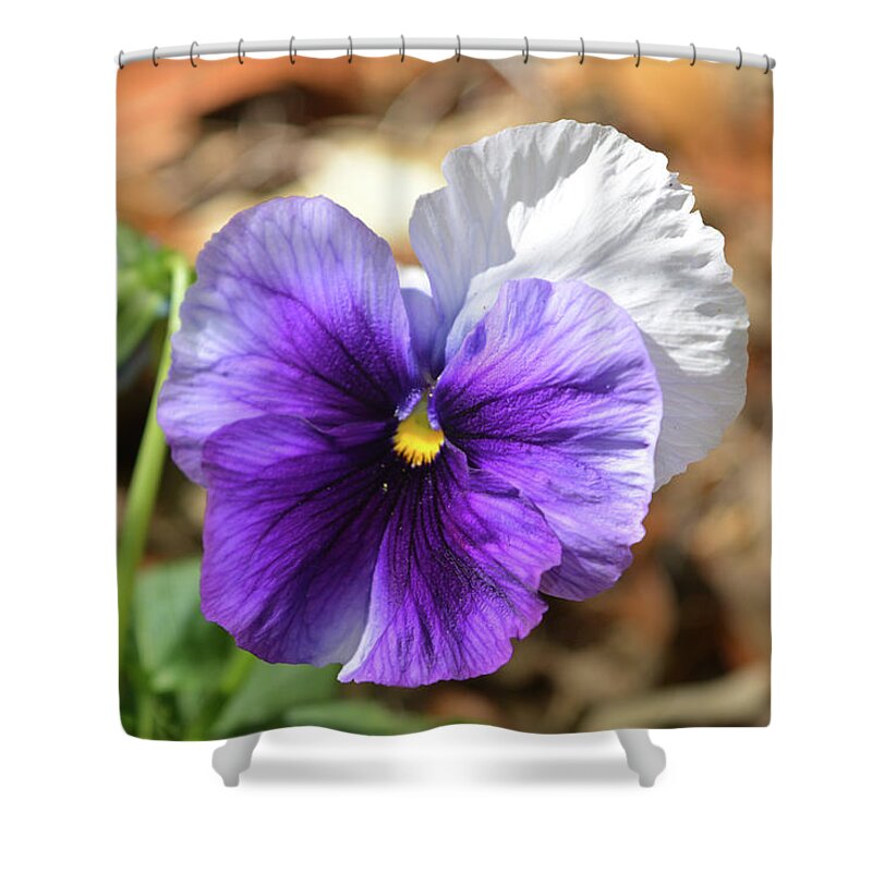 Pansy Shower Curtain featuring the photograph Purple Pansy by Aimee L Maher ALM GALLERY