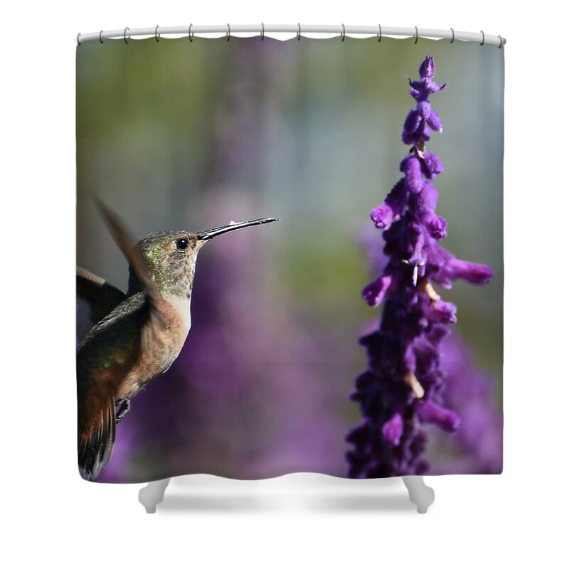 Allens Hummingbird Shower Curtain featuring the photograph Purple Persuasion by Fraida Gutovich