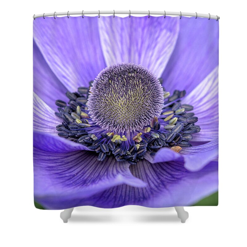 Flower Shower Curtain featuring the photograph Purple Poppy by Karen Leigh
