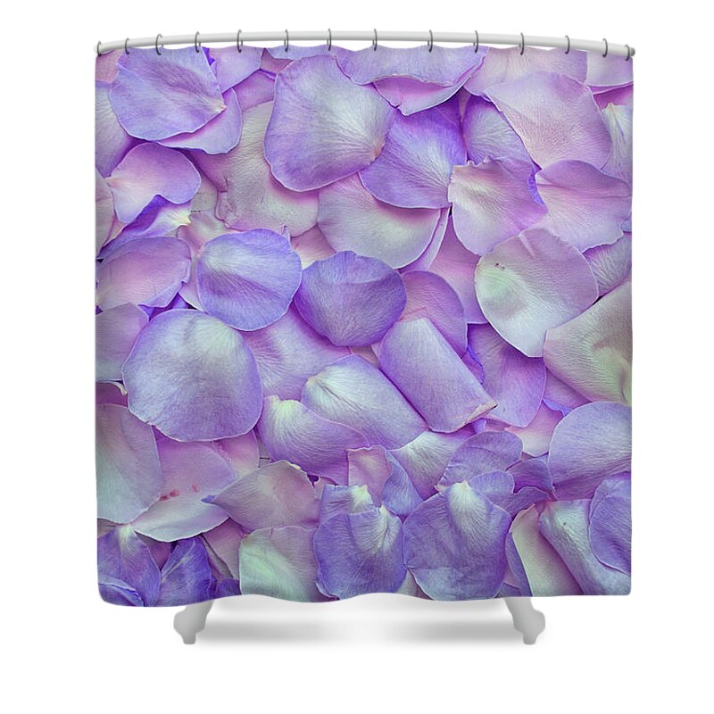 Cute Shower Curtain featuring the photograph Purple Rose Flowers by Top Wallpapers