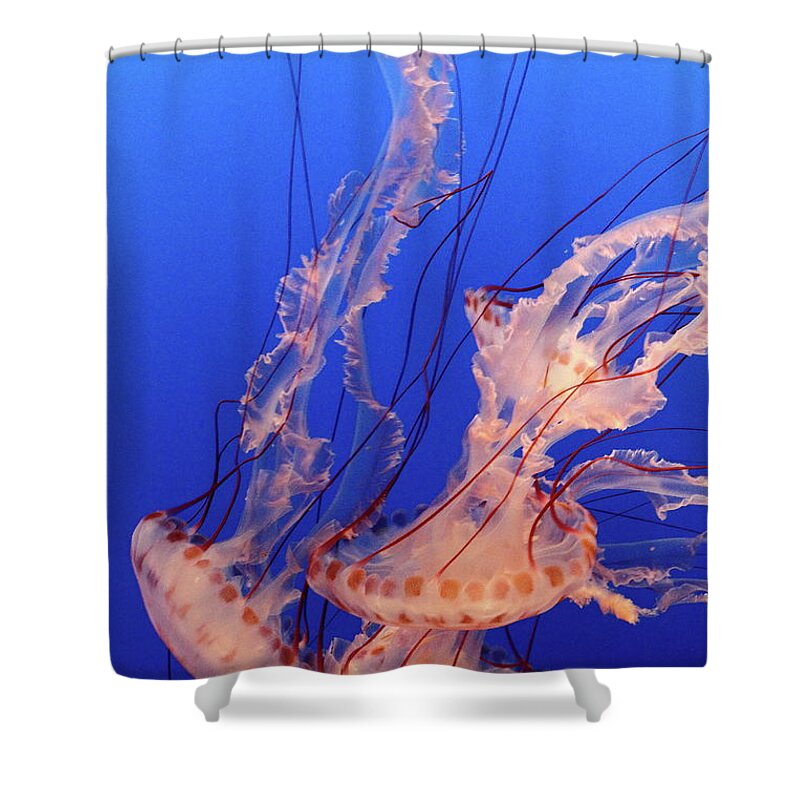 Underwater Shower Curtain featuring the photograph Purple-striped Jellyfish Swimming by Rich Lewis