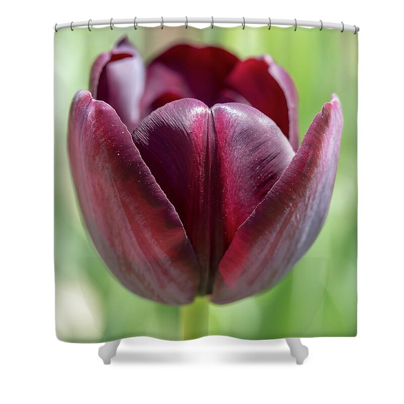 Flower Shower Curtain featuring the photograph Purple Tulip 2 by Dawn Cavalieri