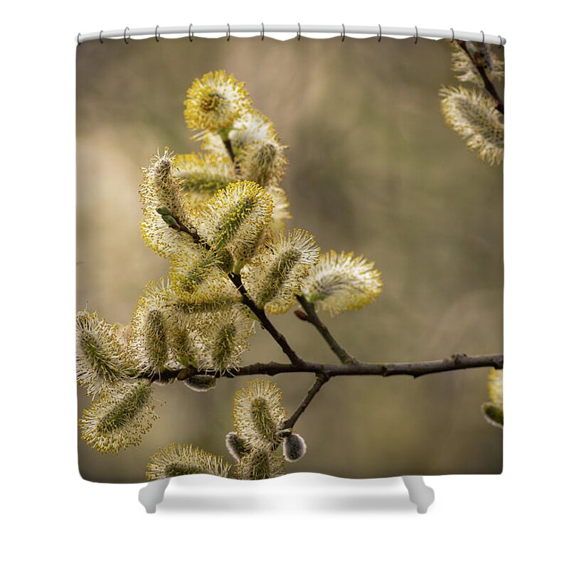 April Shower Curtain featuring the photograph Pussy Willow by Chris Smith