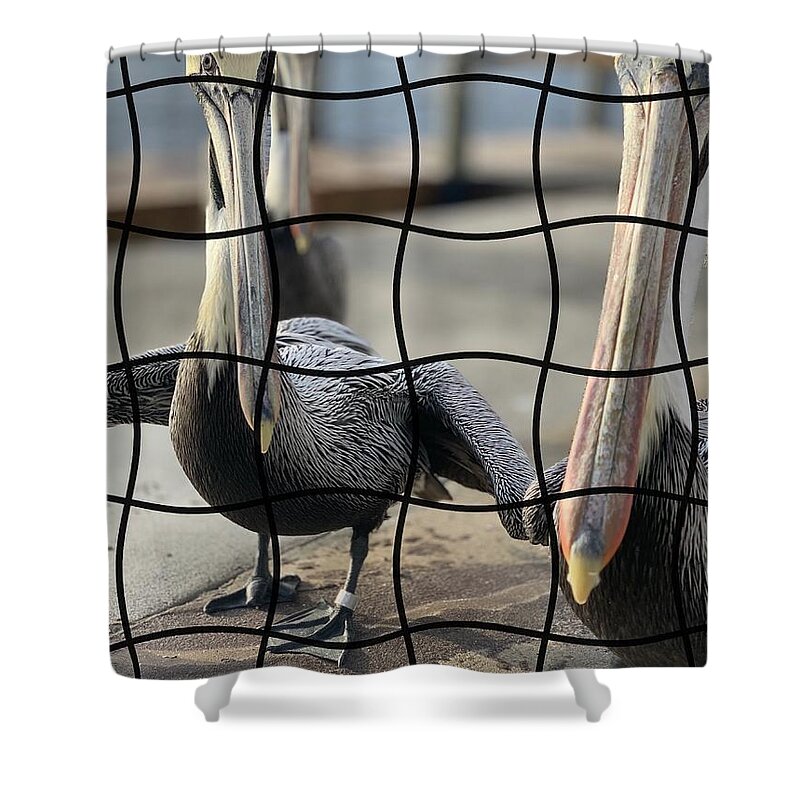 Pelican Shower Curtain featuring the photograph Puzzled by Alison Belsan Horton