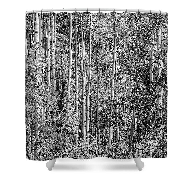 Disk1215 Shower Curtain featuring the photograph Quaking Aspen Grove In Autumn by Tim Fitzharris