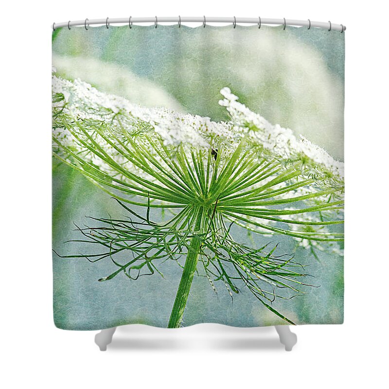 Queen Anne's Lace Shower Curtain featuring the photograph Queen Anne's Lace 3 by Cindi Ressler