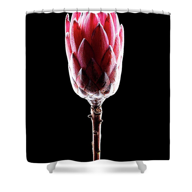 Black Background Shower Curtain featuring the photograph Queen Protea Side by Chris Stein