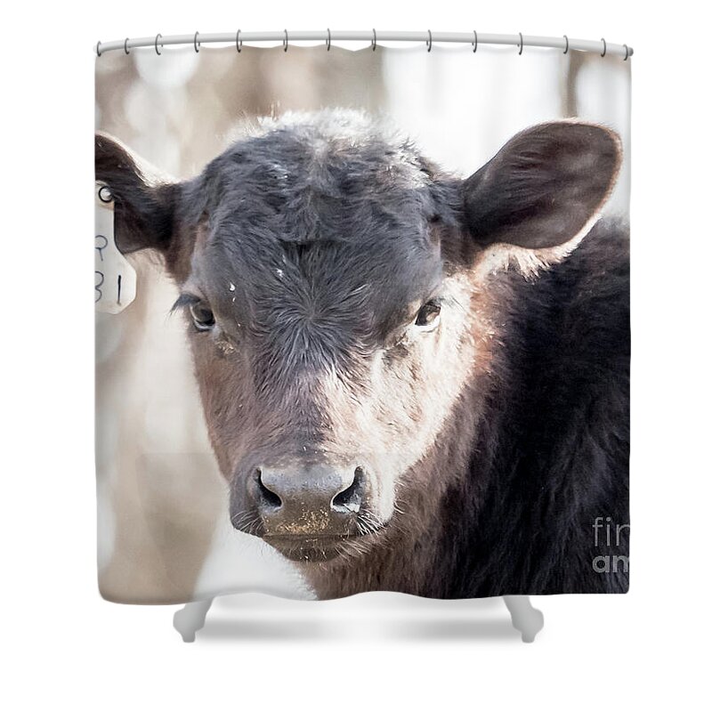 Cow Shower Curtain featuring the drawing R181 Cow by Scott and Dixie Wiley
