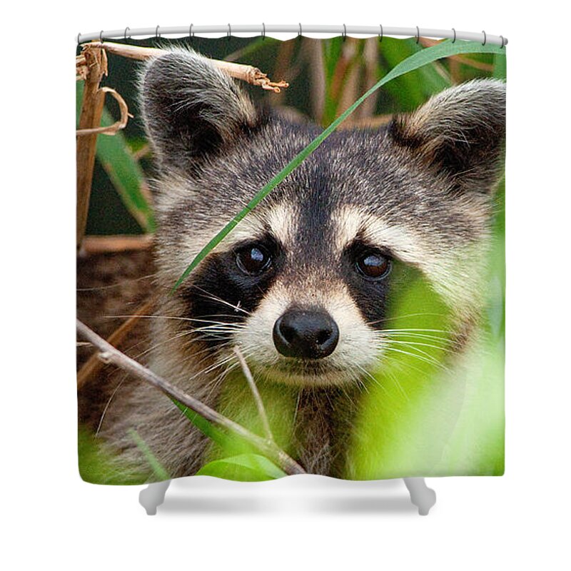Baby Shower Curtain featuring the photograph Raccoon in tall grass by Gene Bollig