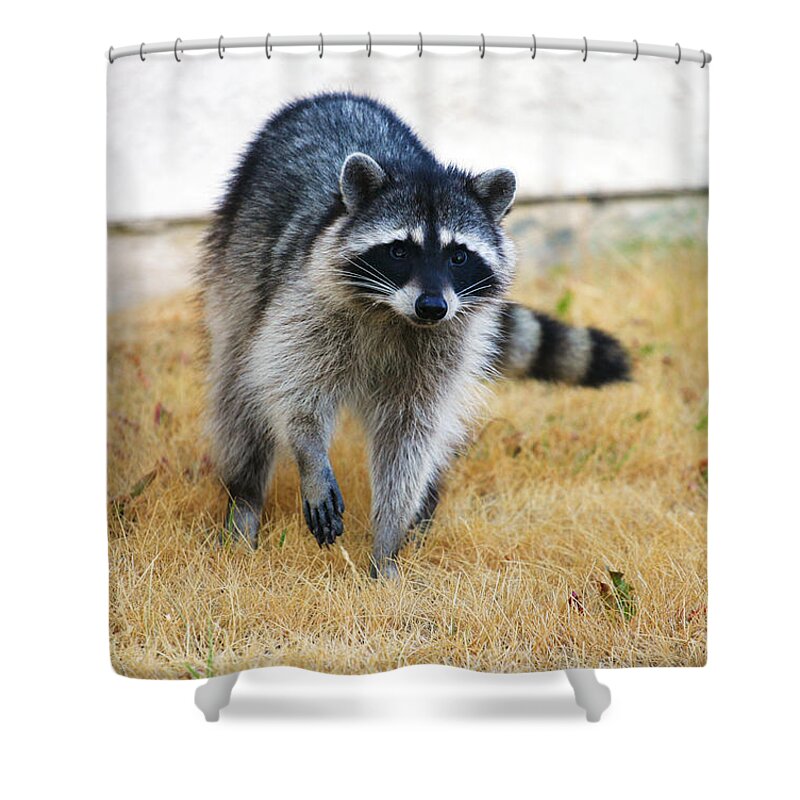 Racoon Shower Curtain featuring the photograph Racoon by Anthony Jones
