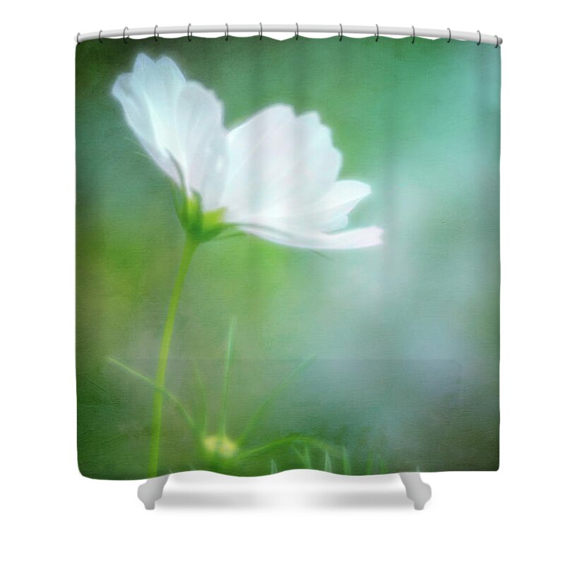 Cosmos Shower Curtain featuring the photograph Radiant White Cosmos in the Evening Light by Anita Pollak