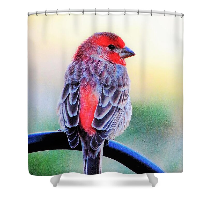 Finches Shower Curtain featuring the photograph Rainbow Finch by Lori Frisch