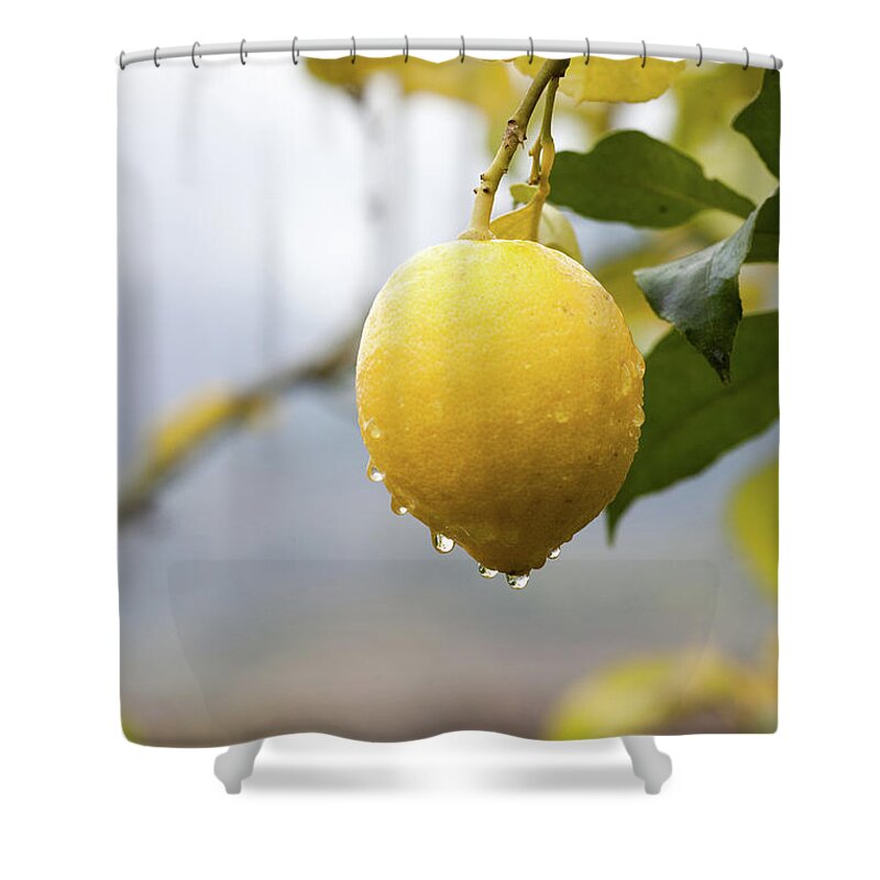 Hanging Shower Curtain featuring the photograph Raindrops Dripping From Lemons by Guido Mieth