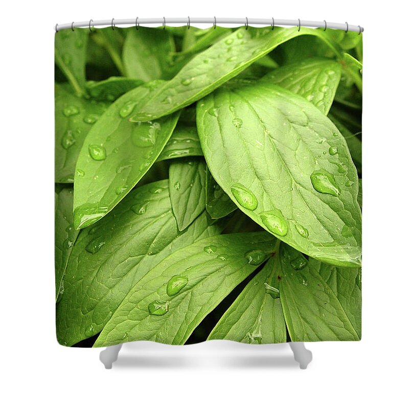 Lifestyles Shower Curtain featuring the photograph Raindrops On Green Leaves by Duncan1890