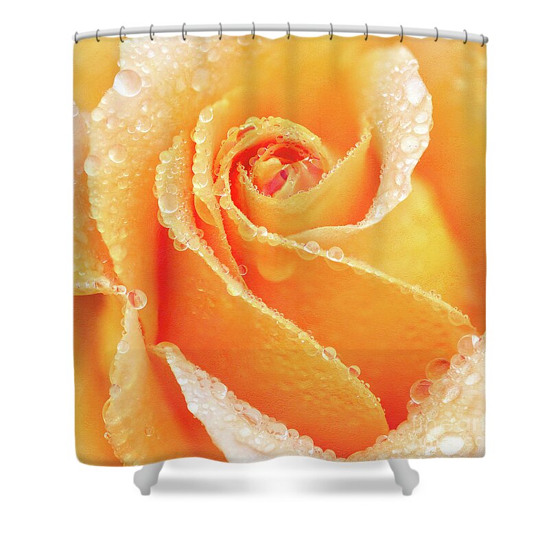 Rose Shower Curtain featuring the photograph Raindrops on the Heart of a Yellow Rose by Anita Pollak