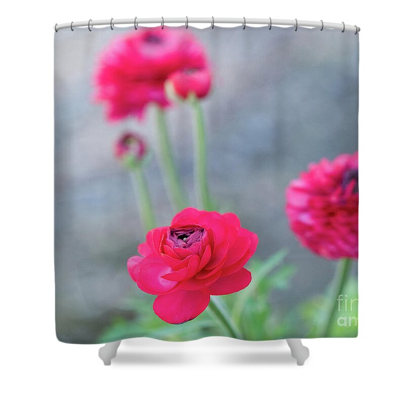 Color Shower Curtain featuring the photograph Ranunculus Blue Dreams 5 by Dorothy Lee