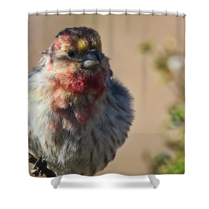 Arizona Shower Curtain featuring the photograph Rare Multicolored Male House Finch by Judy Kennedy