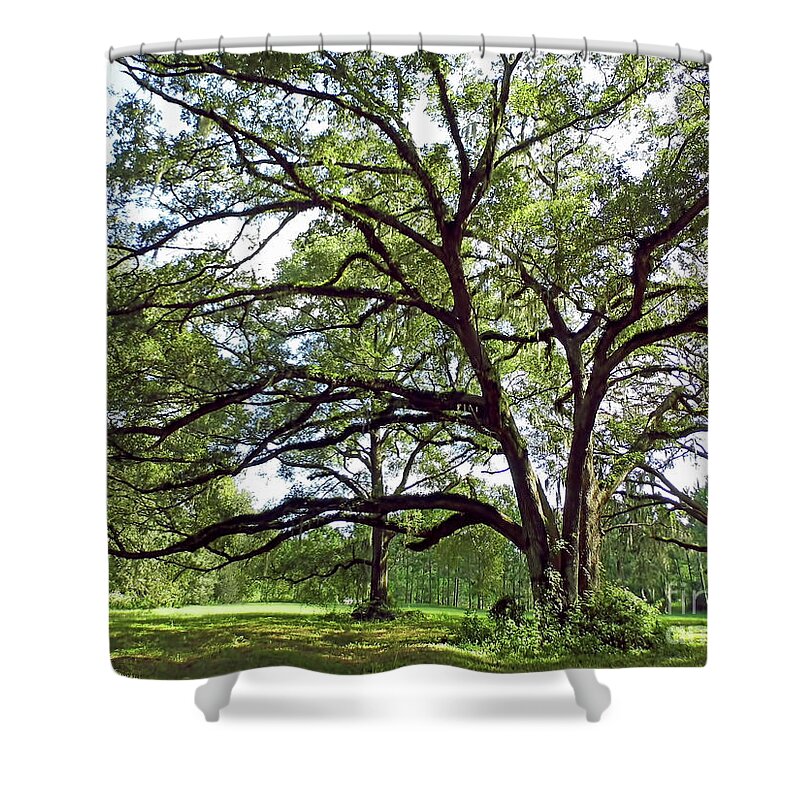 Oak Shower Curtain featuring the photograph Reaching Out by D Hackett