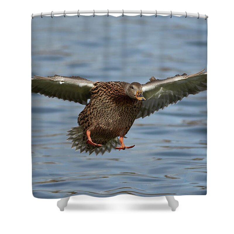 Ducks Shower Curtain featuring the photograph Ready For Landing by Robert WK Clark