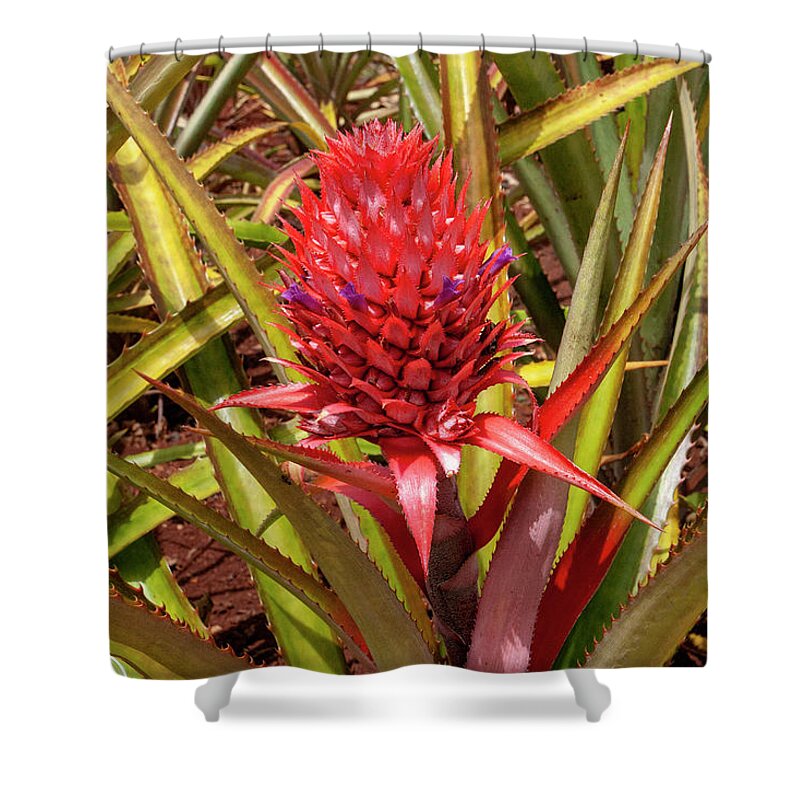 Oahu Shower Curtain featuring the photograph Red and Purple Pineapple by Anthony Jones