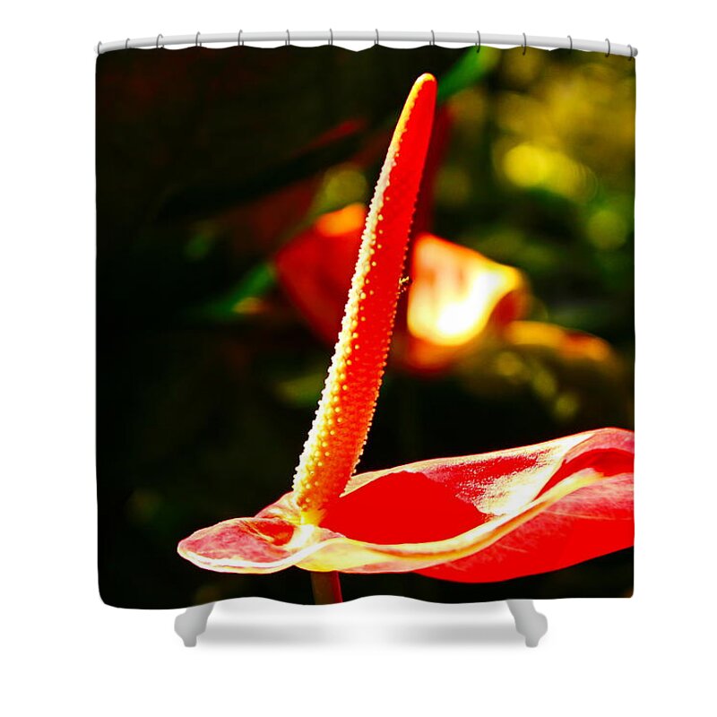Laceleaf Shower Curtain featuring the photograph Red Anthurium Solo by Loretta S