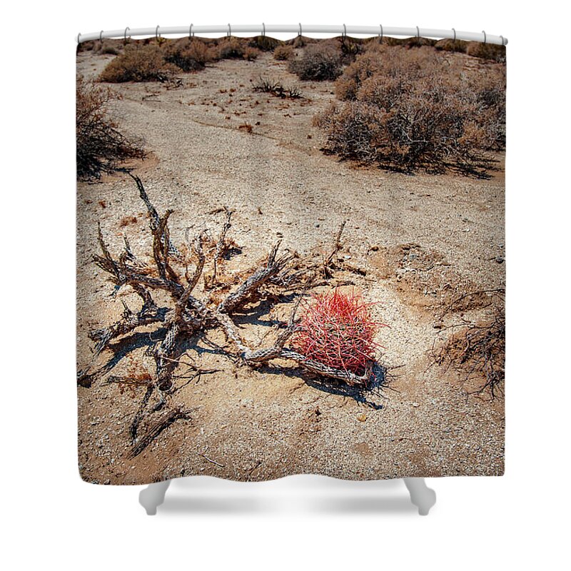 Anza-borrego Desert State Park Shower Curtain featuring the photograph Red Barrel Cactus by Mark Duehmig
