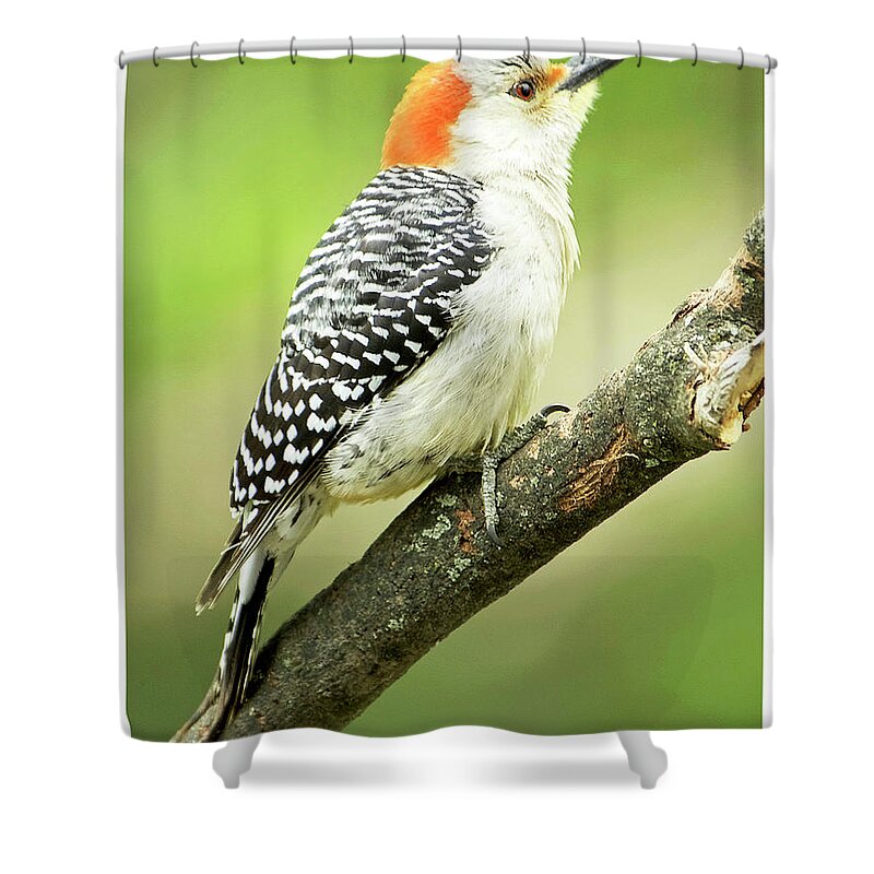 Red-bellied Woodpecker Shower Curtain featuring the photograph Red Bellied Woodpecker, Female on Tree Branch by A Macarthur Gurmankin