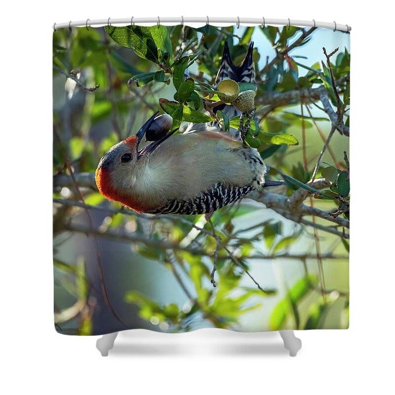Woodpeckers Shower Curtain featuring the photograph Red-Bellied Woodpecker With Acorn by DB Hayes