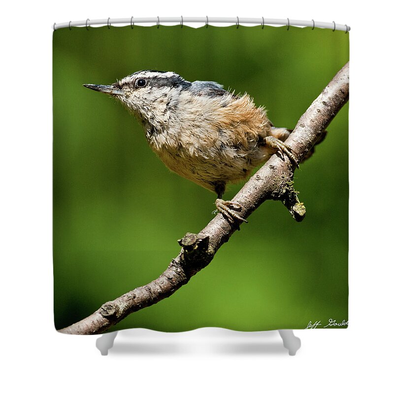 Animal Shower Curtain featuring the photograph Red Breasted Nuthatch by Jeff Goulden
