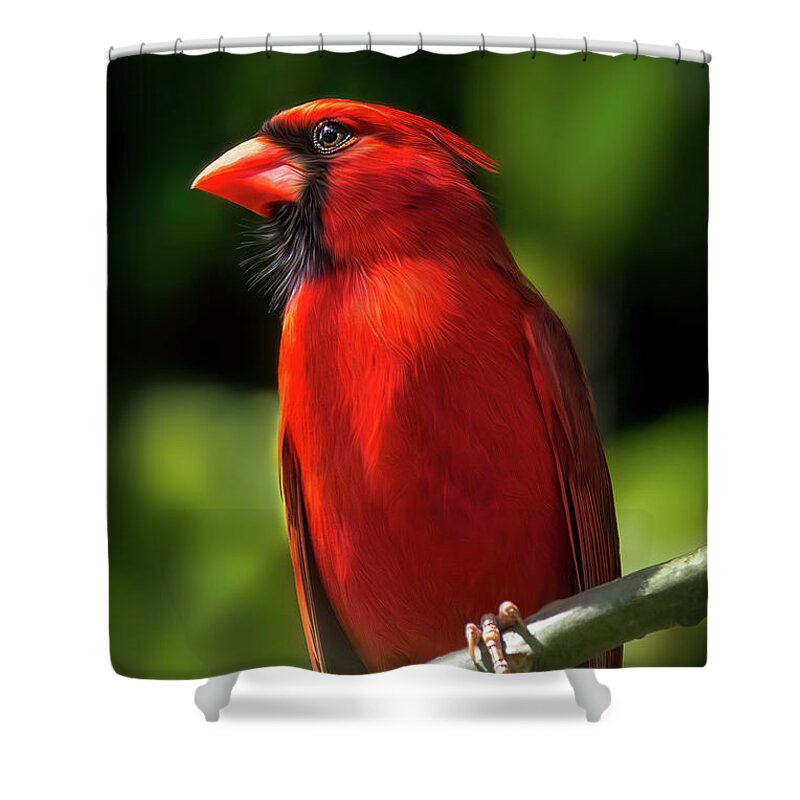 Cardinal Shower Curtain featuring the digital art Red Cardinal Bird by Kim Seng
